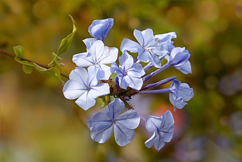Blume, Bachblüte